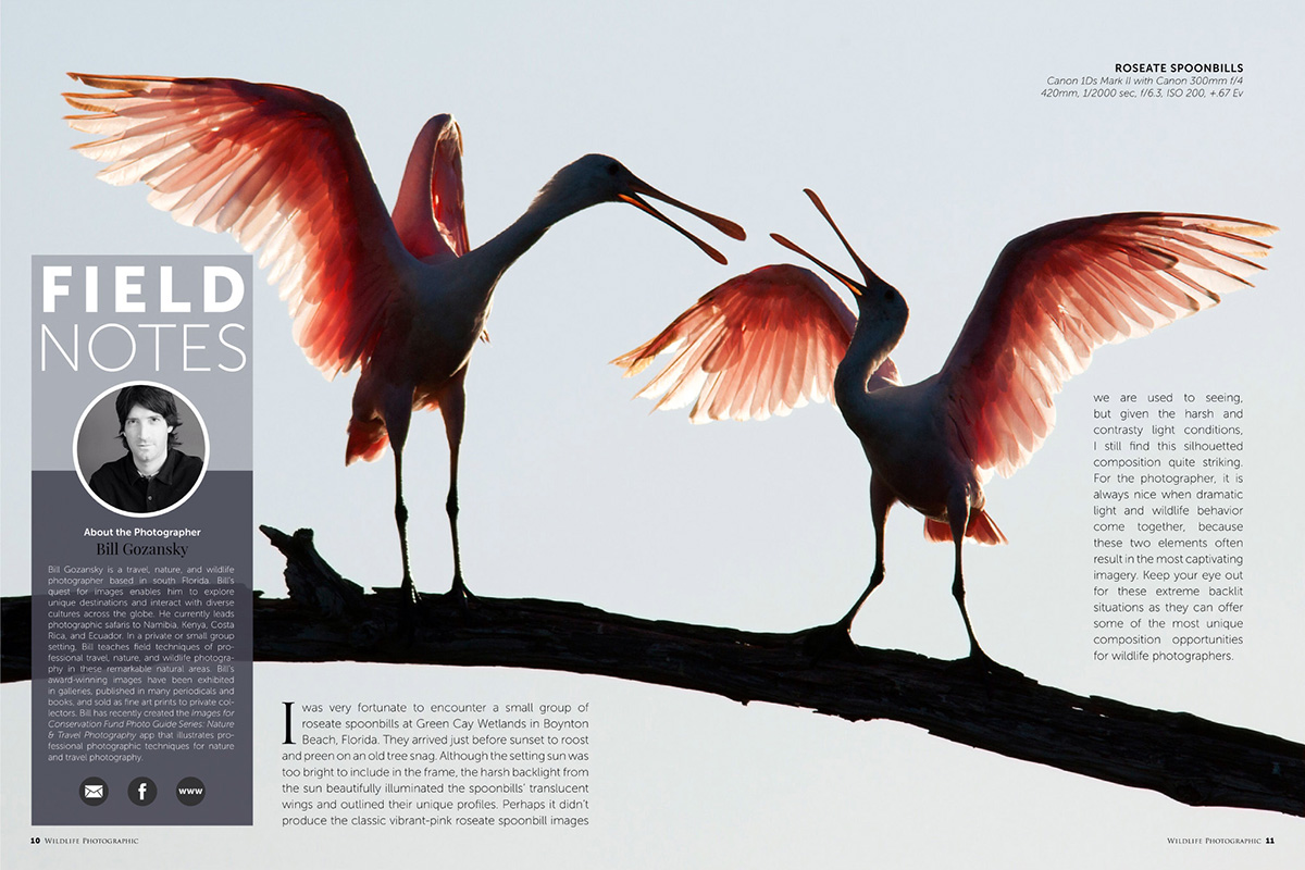 Wildlife Photographic Issue 21: Field Notes