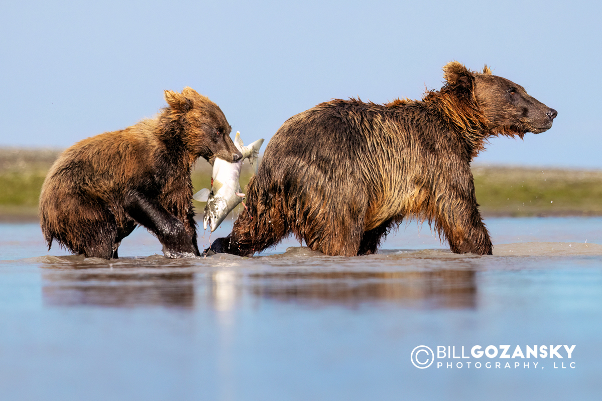 Coastal Brown Bear mother and cub with salmon catch - Brown Bear Bay, Chinitna Bay, near Lake Clark National Park and Preserve, Alaska
