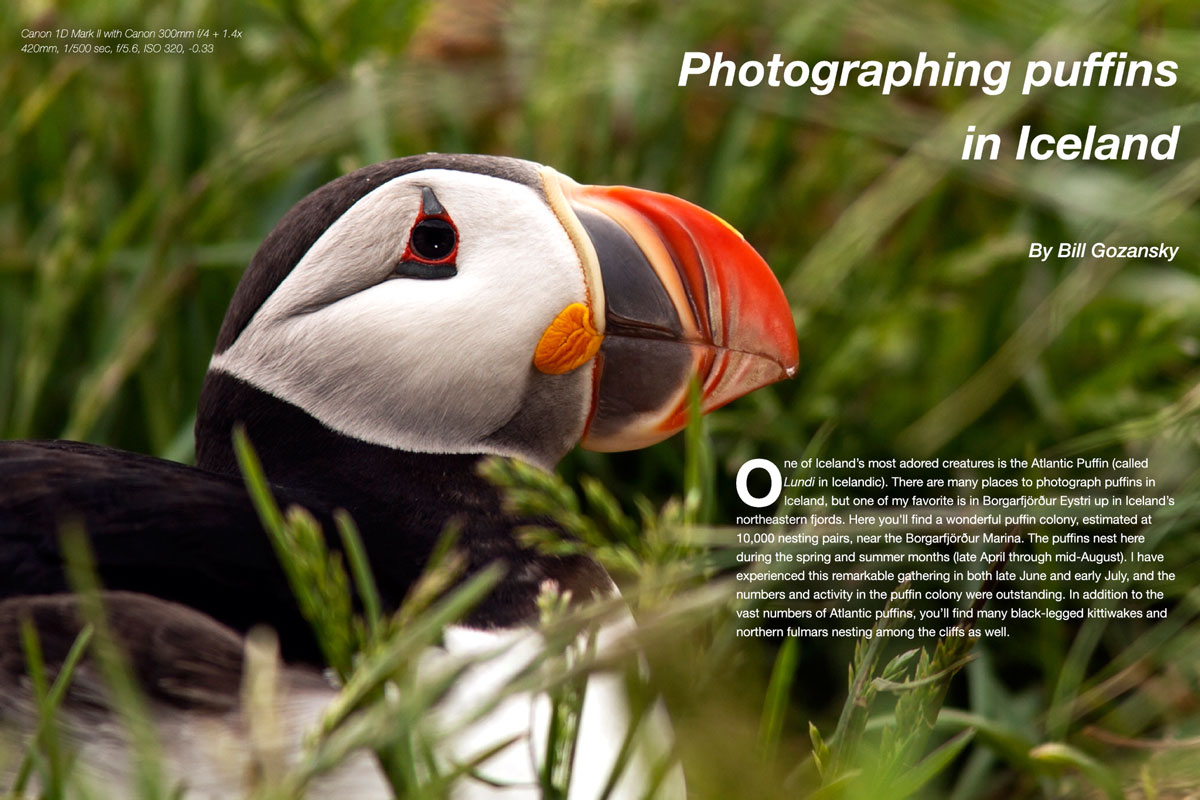 Wildlife Photographic Issue 12