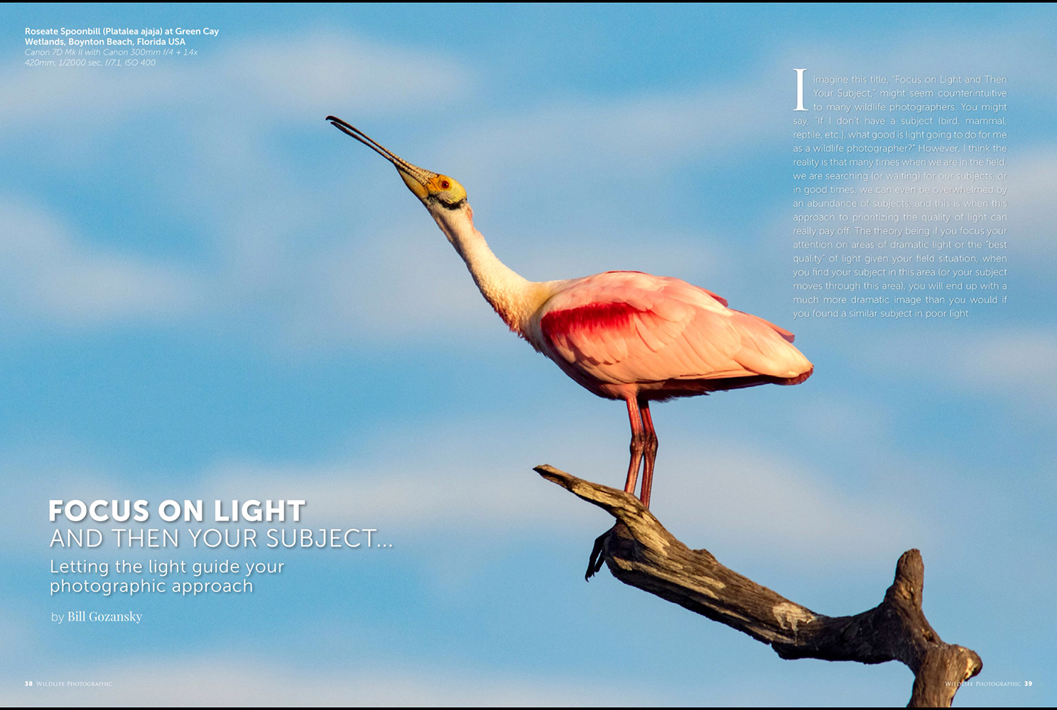 Wildlife Photographic Issue 41