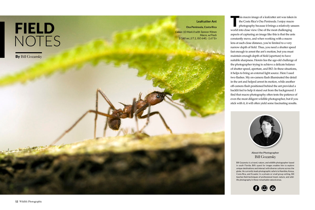 Wildlife Photographic Issue 17