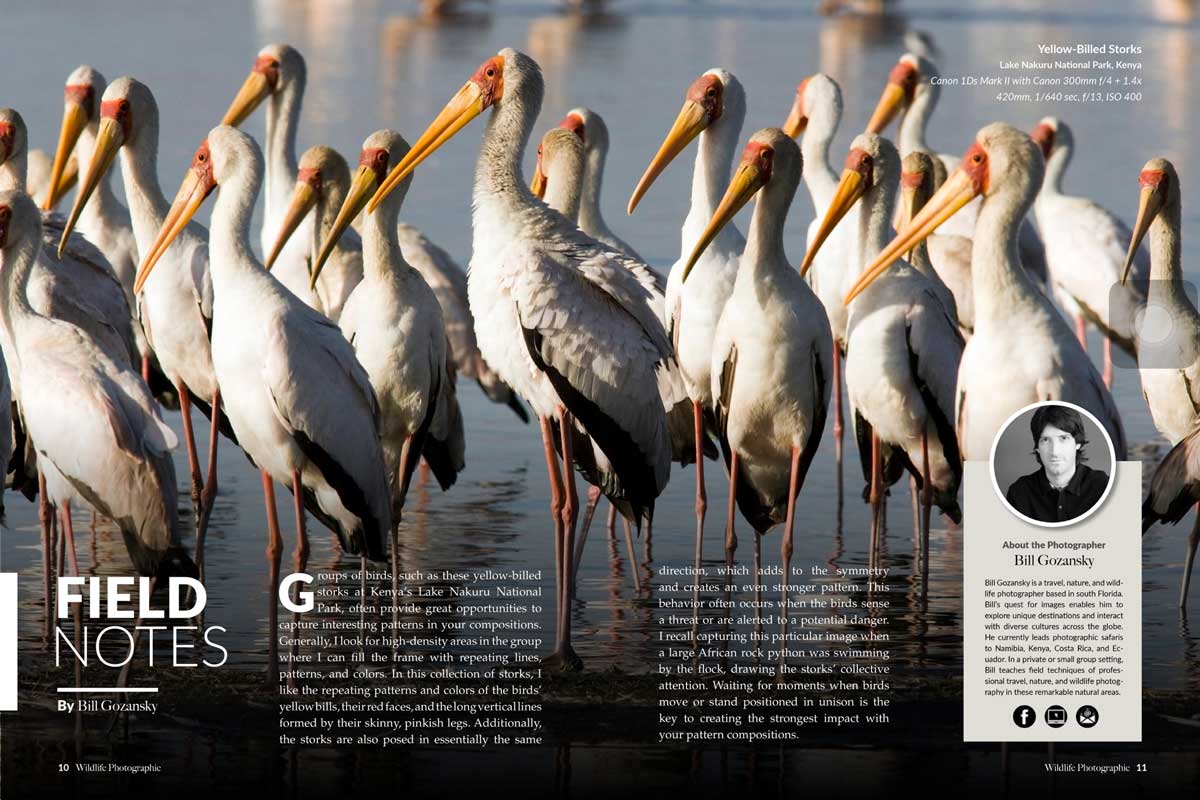 Wildlife Photographic Issue 18