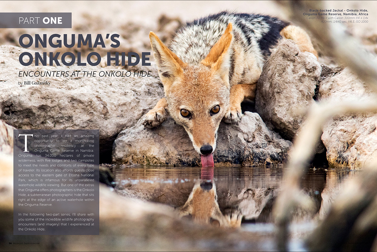 Wildlife Photographic Issue 30