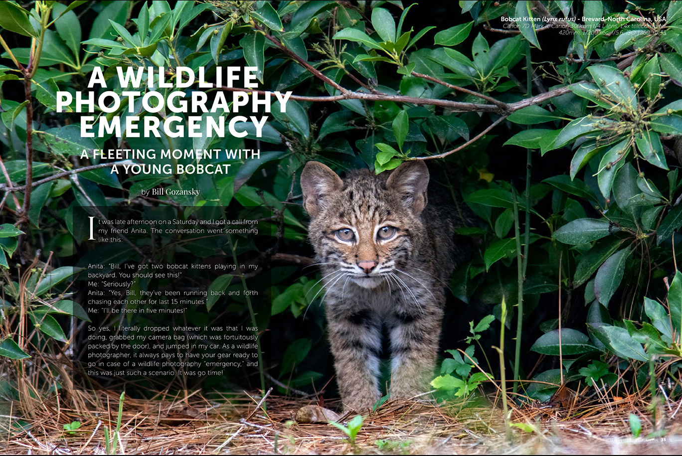 Wildlife Photographic Issue 55