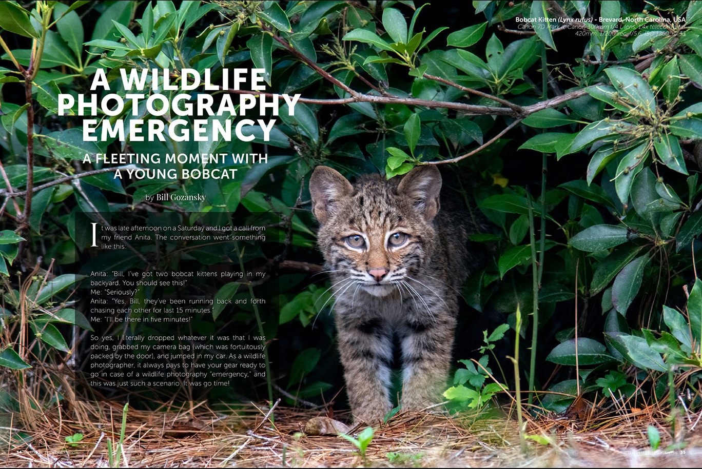 Wildlife Photographic Issue 55