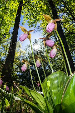 NC FLOWERS & FUNGI PRIVATE WORKSHOPS