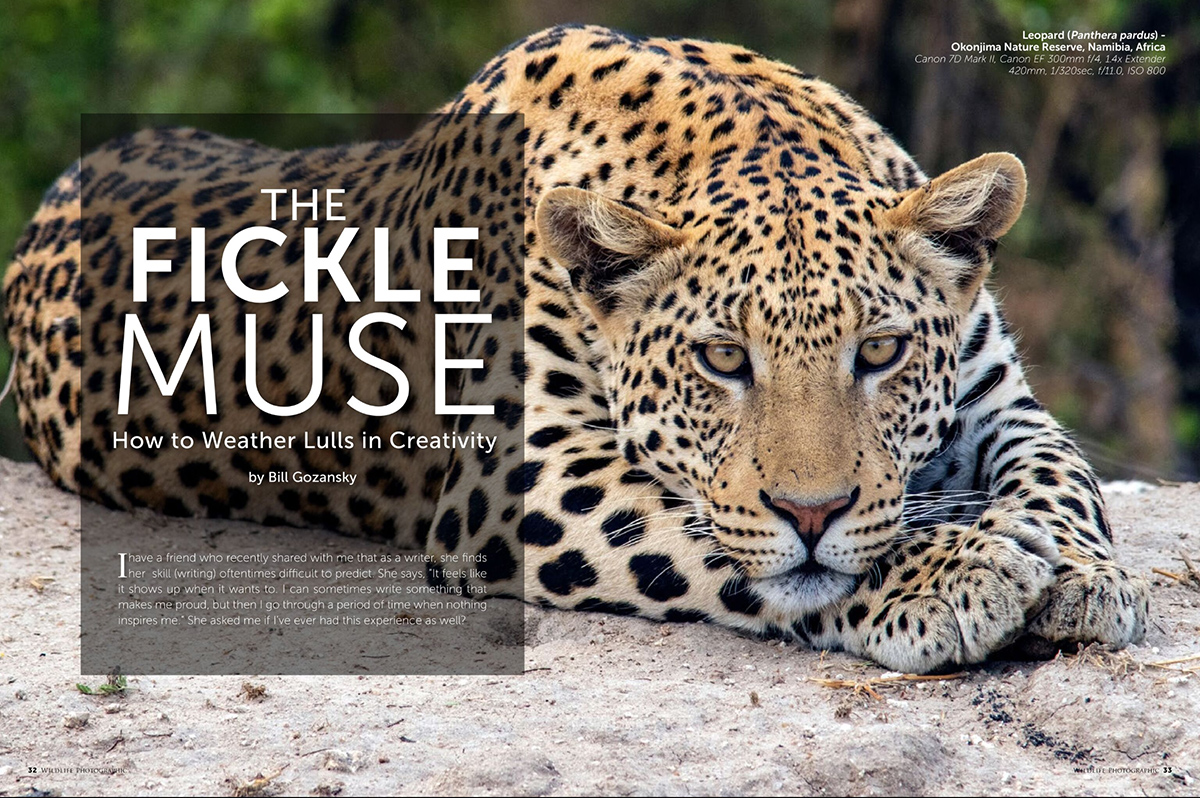 Wildlife Photographic Issue 60