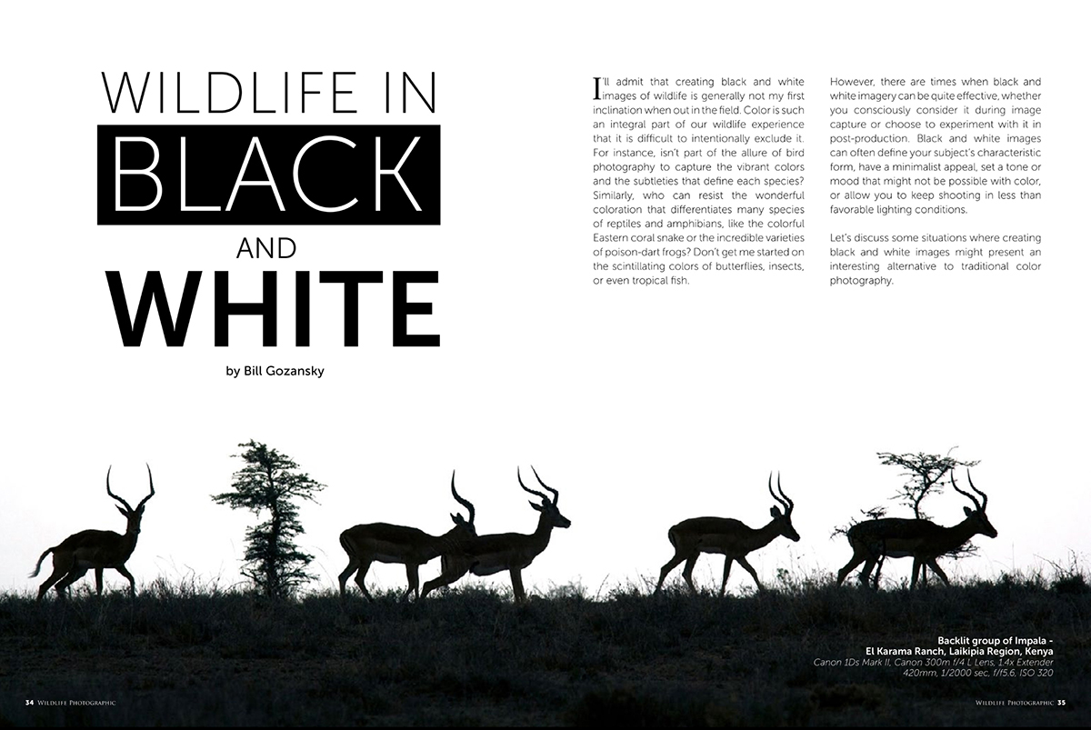 Wildlife Photographic Issue 61