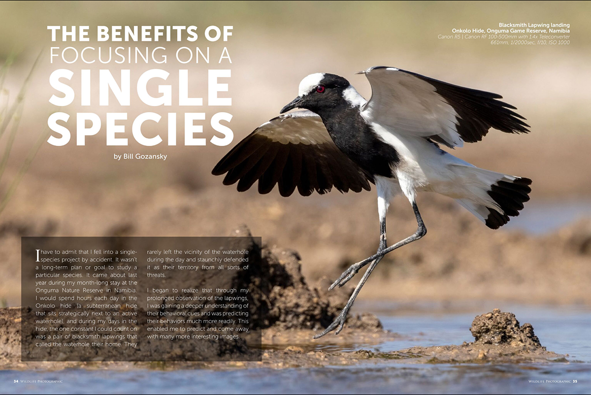 Wildlife Photographic Issue 65