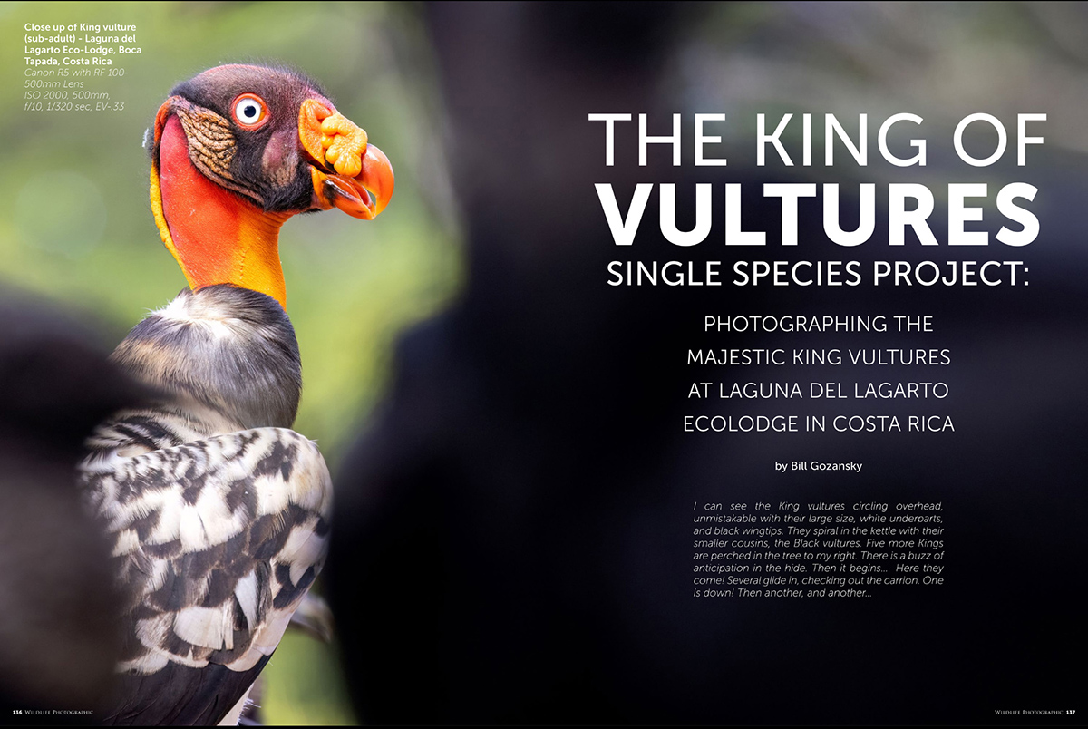 Wildlife Photographic Issue 75